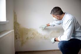 Best Basement Mold Removal  in Ellaville, GA